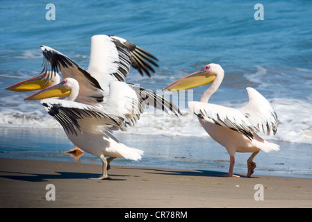 Tre i pellicani che prendere il via dalla spiaggia Foto Stock