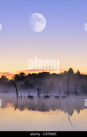 Luna sopra il Schwenninger Moos riserva naturale, composito fotografia, la sorgente del fiume Neckar, Villingen-Schwenningen Foto Stock