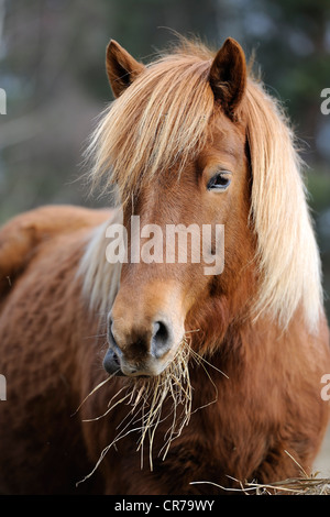 Cavallo islandese avanzamento sul fieno Foto Stock