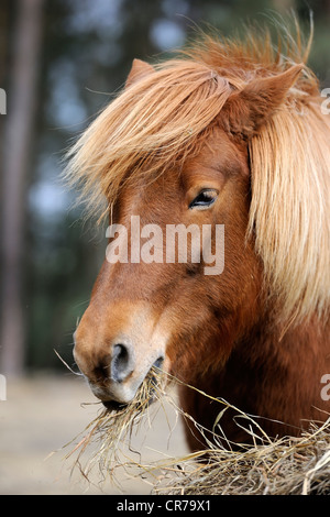 Cavallo islandese alimentando il fieno, ritratto Foto Stock