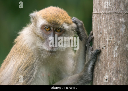 Monkey nel selvaggio di graffiare la sua testa, Malaysia Foto Stock