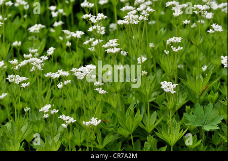 Sweet Woodruff o Wild bimbo di respiro (Galium odoratium) Foto Stock