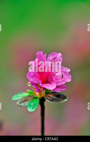 Fioritura azalee Kurume (Rhododendron obtusum), Asia Foto Stock