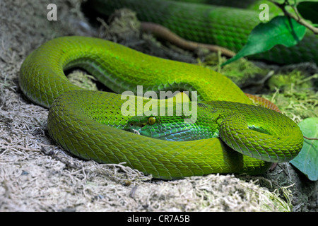 A labbro bianco rattlesnakes (Trimeresurus albolabris), Sud-est asiatico Foto Stock