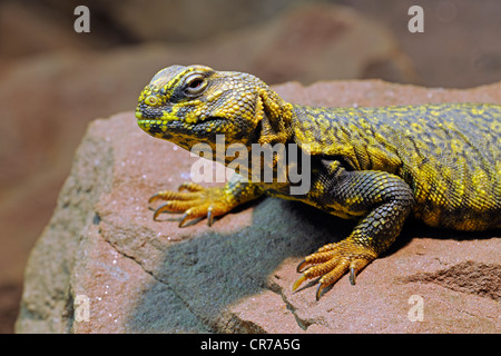 Nord Africano o centrali sahariani spinoso-tailed Lizard (Acanthurus Uromastyx), Nord Africa Foto Stock