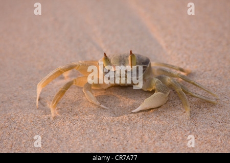 Granchio di mare sulla spiaggia al tramonto Foto Stock