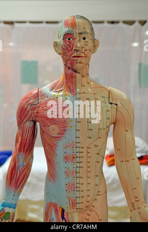 Punti di agopuntura sull uomo modello anatomico Foto Stock