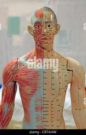 Punti di agopuntura sull uomo modello anatomico Foto Stock