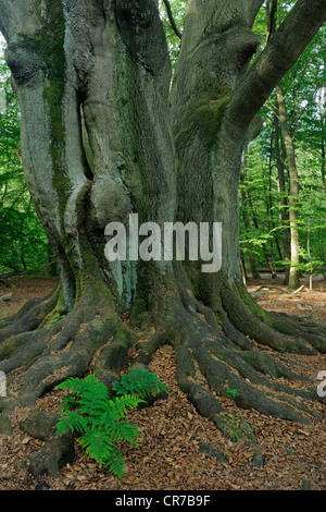 Lady-fern (Athyrium) crescente tra il muschio-coperto il tronco di un vecchio faggio (Fagus) tree, antica foresta di Sababurg, Hesse Foto Stock