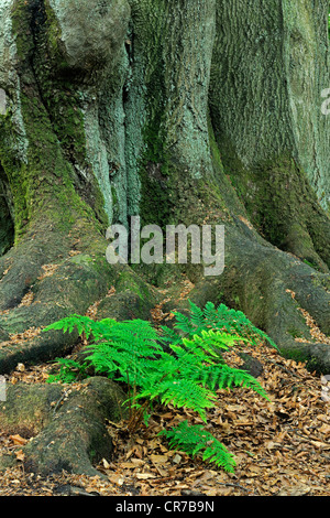 Lady-fern (Athyrium) crescente tra il muschio-coperto il tronco di un vecchio faggio (Fagus) tree, antica foresta di Sababurg, Hesse Foto Stock