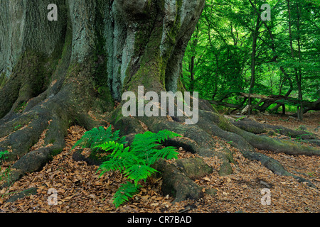 Lady-fern (Athyrium) crescente tra il muschio-coperto il tronco di un vecchio faggio (Fagus) tree, antica foresta di Sababurg, Hesse Foto Stock