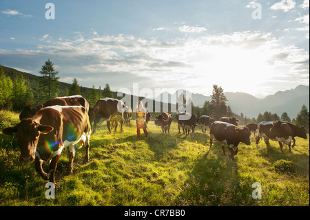 Austria Salzburg County, giovane donna camminare in prato alpino con le mucche Foto Stock