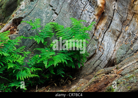 Lady-fern (Athyrium) crescente tra il muschio-coperto il tronco di un vecchio faggio (Fagus) tree, antica foresta di Sababurg, Hesse Foto Stock