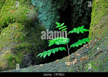 Lady-fern (Athyrium) crescente tra il muschio-coperto il tronco di un vecchio faggio (Fagus) tree, antica foresta di Sababurg, Hesse Foto Stock