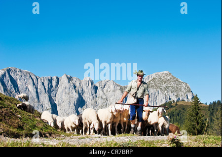 Austria Salzburg County, Pastore imbrancandosi pecore in montagna Foto Stock