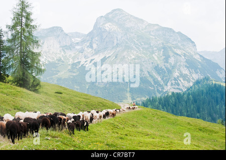 Austria Salzburg County, Pastore imbrancandosi pecore in montagna Foto Stock