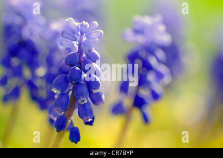 Uva giacinti (Muscari), retroilluminato Foto Stock