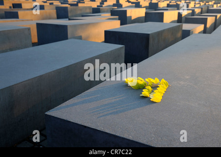 Colonne di cemento del Memoriale dell Olocausto a sunrise, Memoriale al assassinato ebrei d'Europa, architetto Peter Eisenman Foto Stock