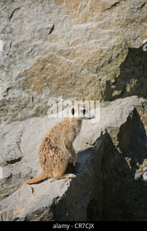 Meerkat, suricate (Suricata suricatta), lo Zoo di Praga, Praga, Boemia, Repubblica Ceca, Europa Foto Stock
