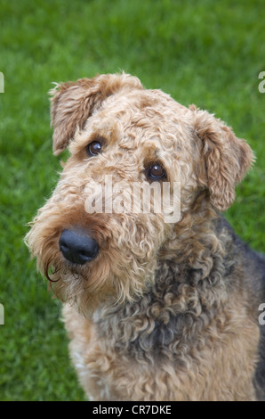 Airedale Terrier ritratto Foto Stock