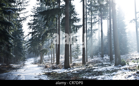 Luce del sole attraverso il baldacchino un pino forrest su un giorno inverni, Ranmore comune. Foto Stock