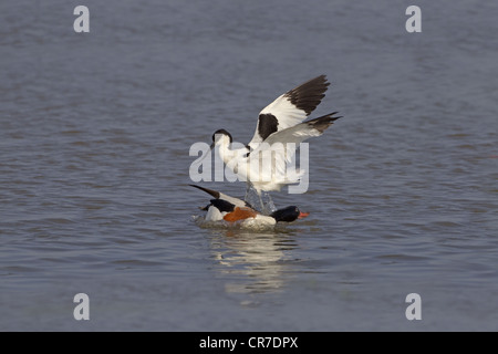 Avocetta Recurvirostra avocetta attaccando Shelduck femmina Foto Stock