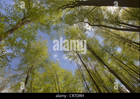 Vista verso l'alto di nuove foglie verdi che escono sui faggi Fagus sylvatica in un bosco primaverile Foto Stock