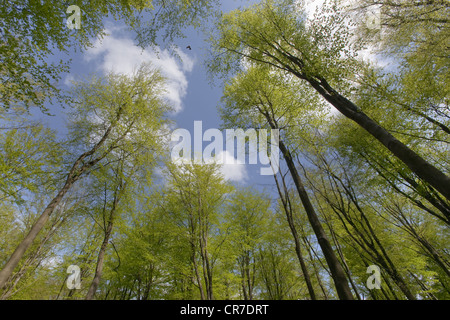 Vista verso l'alto di nuove foglie verdi che escono sui faggi Fagus sylvatica in un bosco primaverile Foto Stock