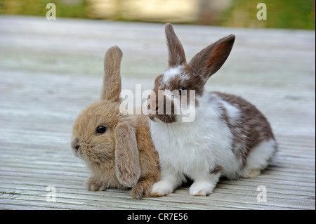 Due giovani conigli domestici (oryctolagus cuniculus forma domestica) Foto Stock