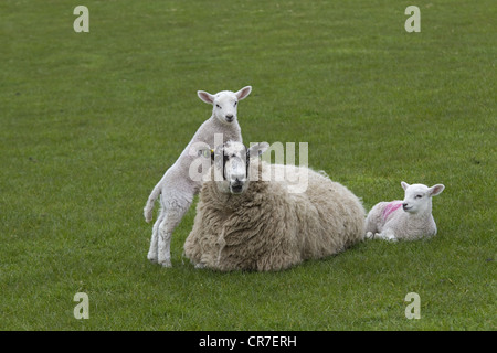 Agnelli che saltano a riposo pecore in primavera Foto Stock