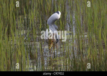 Airone grigio Ardea cinerea uccidendo e mangiando pesce d'acqua dolce Foto Stock