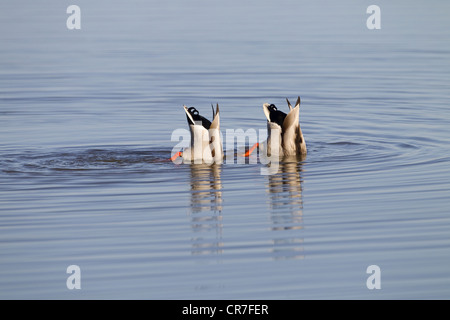 Mallard ano platyrhyncha I draghetti ribaltare Foto Stock