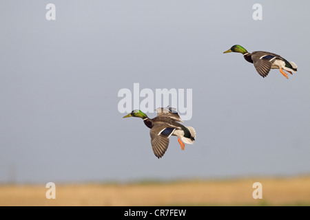 Germano reale Anas platyrhynchos I draghetti sbarco Foto Stock