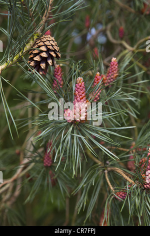 Pino silvestre Pinus sylvestris fiori e coni Breckland Norfolk Foto Stock
