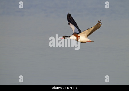 Shelduck Tadorna tadorna in volo a Cley Norfolk Foto Stock