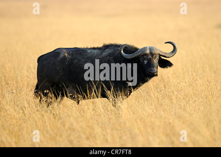 Bufalo africano, bufali (Syncerus caffer) in piedi in erba alta, il Masai Mara riserva nazionale, Kenya, Africa orientale, Africa Foto Stock