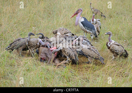 Marabou stork (Leptoptilos crumeniferus) e Rueppell's avvoltoi (Gyps rueppellii) alimentazione sul blu morto GNU (Connochaetes Foto Stock