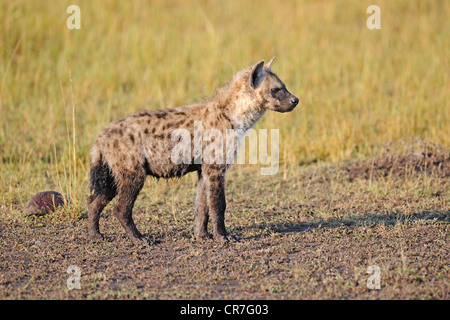 Spotted Hyena (Crocuta crocuta), cub in piedi la mattina presto, il Masai Mara, Kenya, Africa Foto Stock