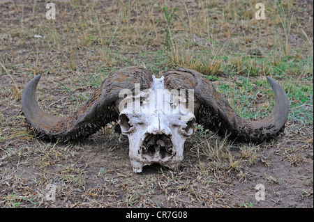 Il cranio con le corna di un bufalo africano o Bufalo del capo (Syncerus caffer), il Masai Mara, Kenya, Africa Foto Stock