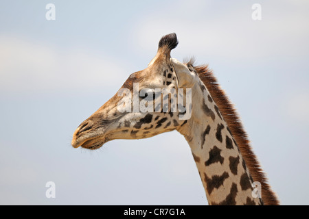 Masai giraffe, Kilimanjaro giraffe (Giraffa camelopardalis tippelskirchi), ritratto, il Masai Mara riserva nazionale, Kenya Foto Stock