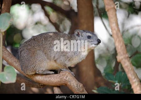 Struttura orientale Dassie, Orientale Hyrax ad albero o albero del Sud Hyrax (Dendrohyrax arboreus), rare, il Masai Mara, Kenya, Africa Foto Stock