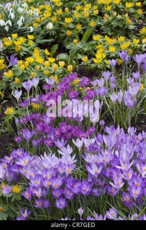 Il croco di primavera e inverno aconiti Eranthis hyemalis nel Giardino Norfolk Marzo Foto Stock