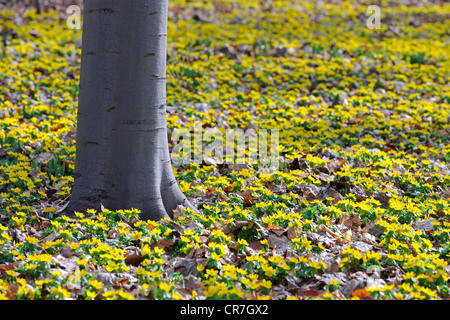 Il tronco di un faggio (Fagus) albero in mezzo di legno giallo anemoni (Anemone ranunculoides) al mattino Foto Stock