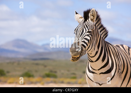 Ridendo Zebra, Sud Africa. Foto Stock