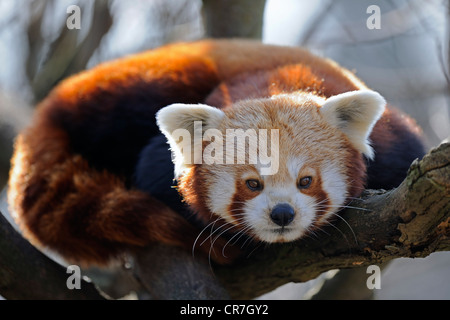 Panda rosso o panda minore (Ailurus fulgens) Foto Stock