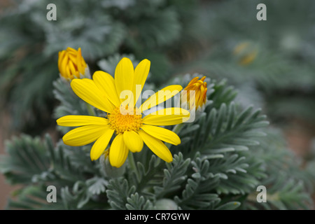 Euryops o boccola gialla Daisy (Euryops pectinatus), fioritura Foto Stock