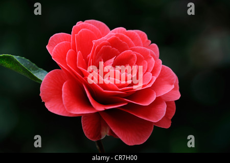 Camelia (Camellia japonica), fioritura Foto Stock