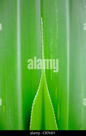 Pandanus o vite Pine (Pandanus dubius), leaf shoot Foto Stock