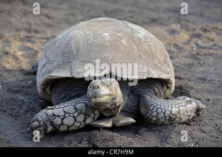 African spronato tartaruga (Testudo sulcata) Foto Stock