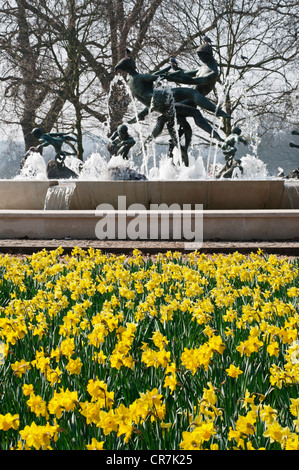 Hyde Park, Londra. La molla daffodil con il "Quattro Venti" fontana in background. Foto Stock